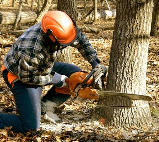 Tree Removal in Covelo, CA